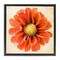 Stupell Industries Orange Dahlia Bloom Framed Floater Canvas Wall Art Design by Christine Zalewski